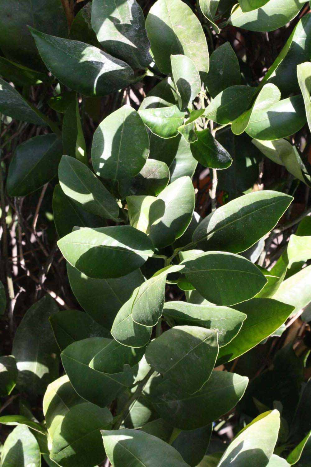              Sun leaves (Riverside, CA)       